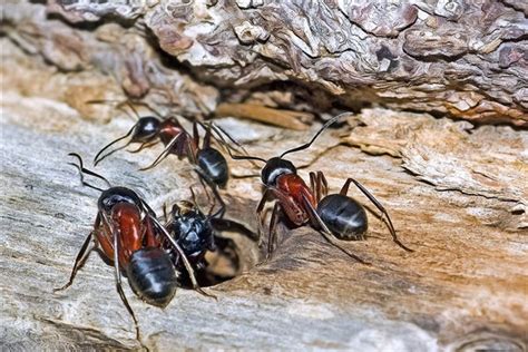 螞蟻成群 客廳有什麼